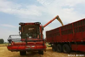 黄河岸边的夫妻“麦客”图片