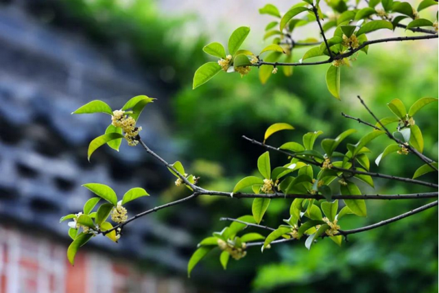 欢聚吴江· “香”遇桂花季丨上线了！吴江赏桂地图！