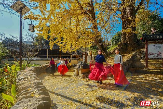 岁暖时刻丨一树千年金，解锁湖南冬日最美打开方式