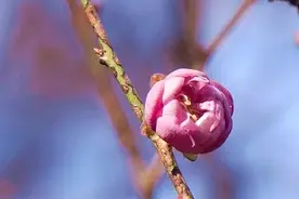 没想到，今年TA这么早就来了西湖边图片