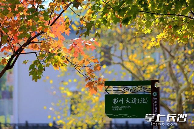 组图｜“小雪”来了，枫叶红了