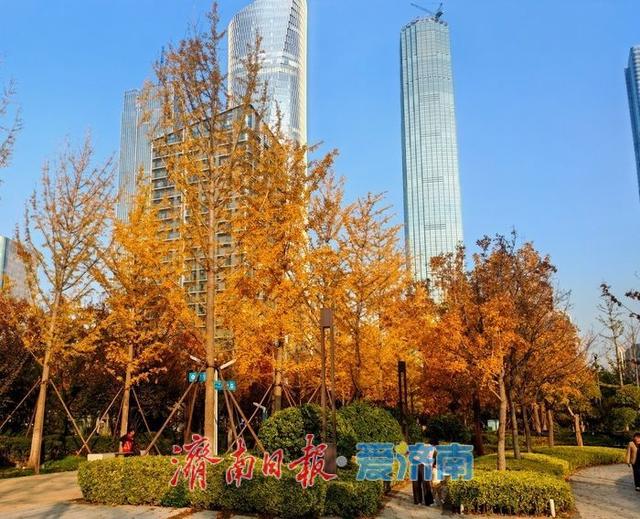 泉城深秋“金”装裹 银杏漫染诗意浓