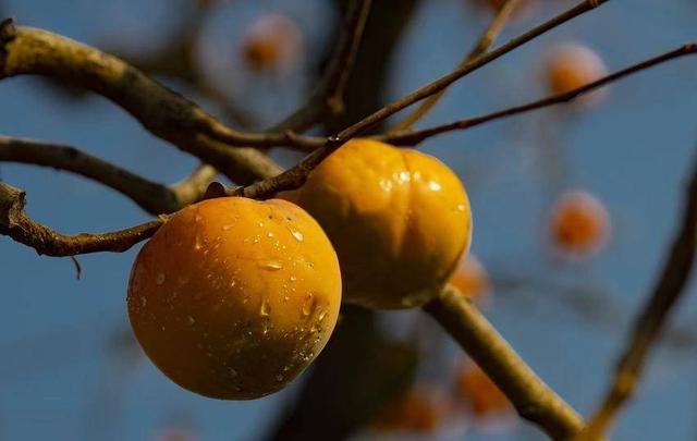 南漳：暮秋风光美 又见柿子红