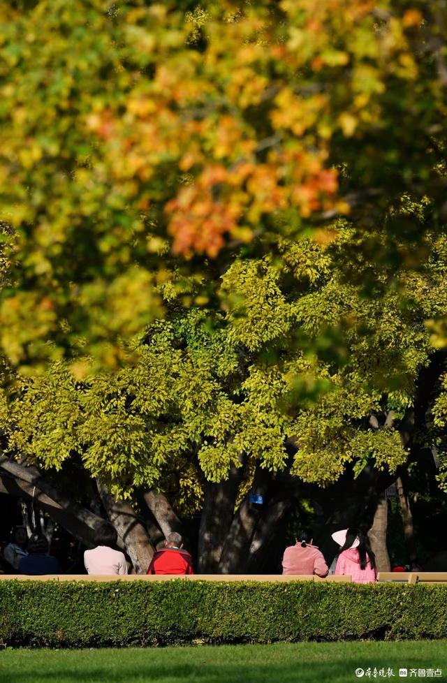 泉城公园绘秋日盛景，市民游客打卡忙