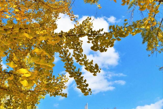 来崇明新海镇，邂逅鎏金般的美好