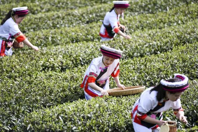 乡见中国·遇见桑植