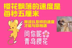 樱樱樱~你怎么知道我去青岛看樱花了图片