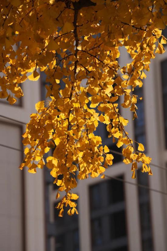 这场秋日浪漫别错过 申城落叶道体验进入倒计时