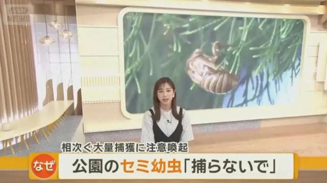 180元/斤的知了猴，快被山东人薅没了