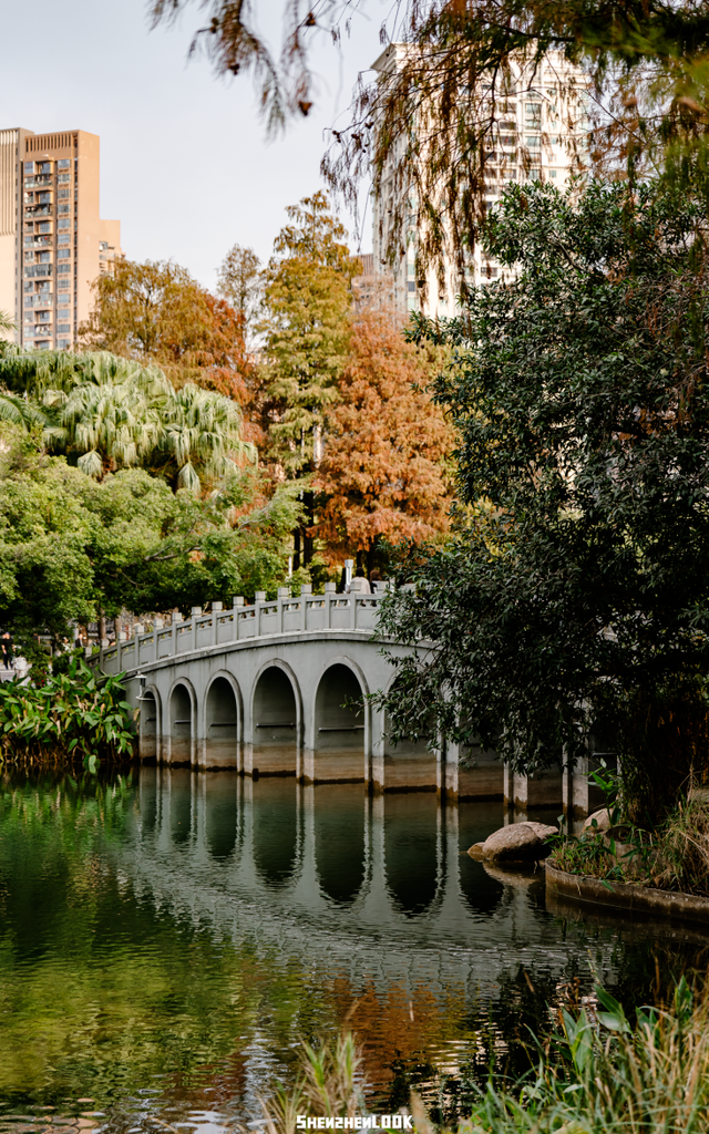 深圳落羽杉！红！了！