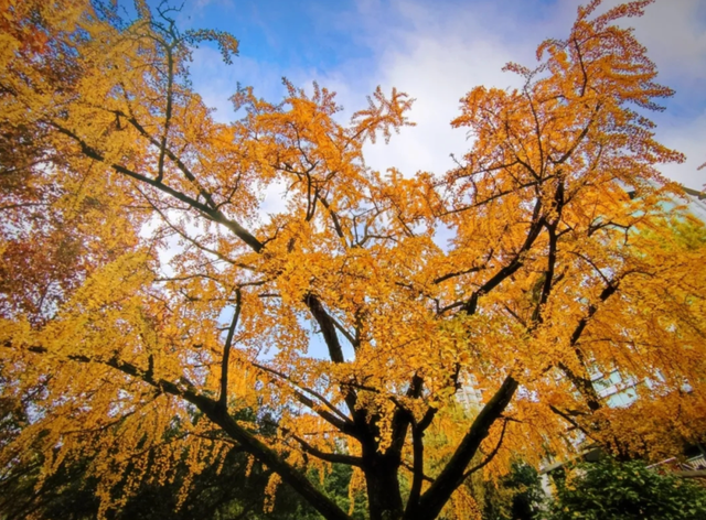 顶流预警！青羊银杏观叶指南来了