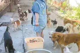 成都女子为流浪猫狗打包剩菜获网友点赞图片