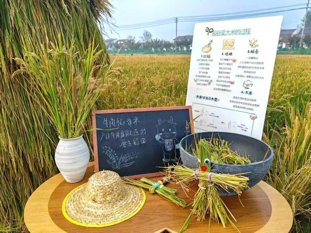 来宿城，寻你“乡”见的秋