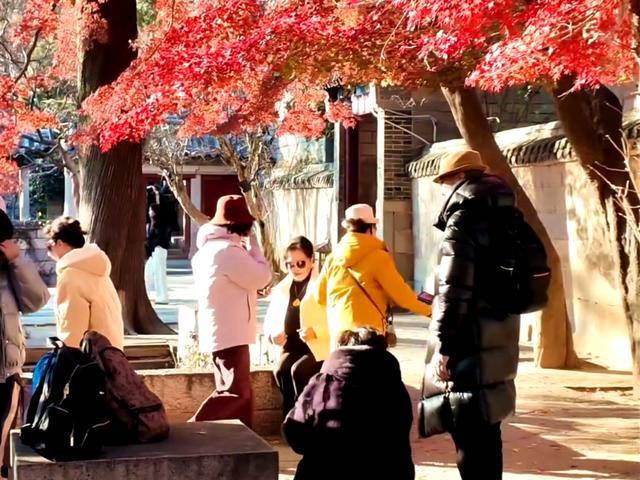 这美景谁顶得住！青岛12月藏着个“反季节”红枫秘境，错过再等一年……