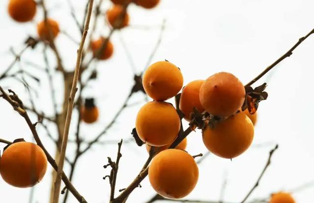 南漳：一键收藏！送你满枝头的“柿柿如意”