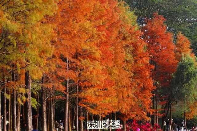 深圳落羽杉！红！了！