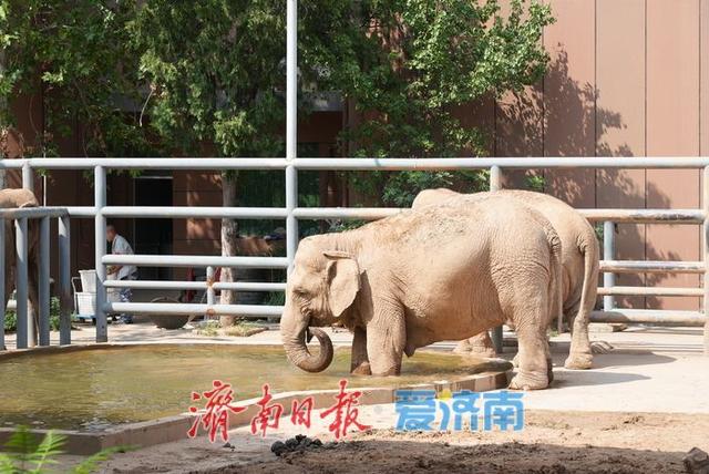 济南动物园暑期人气旺，亲子游成主流