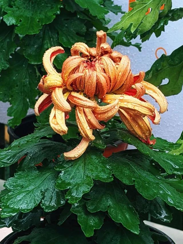 已开，免费！10万盆菊花、超多精彩活动等你来