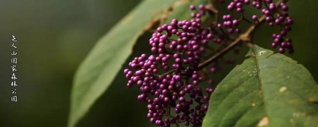 现在的黔南，已经美成这样了→