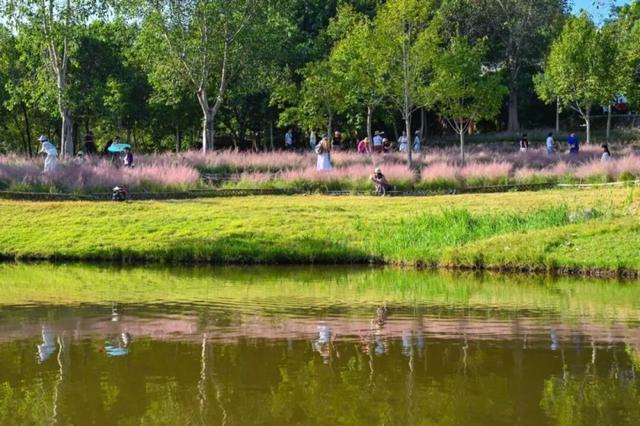 成片粉黛乱子草花海梦幻上线！这些公园火了！