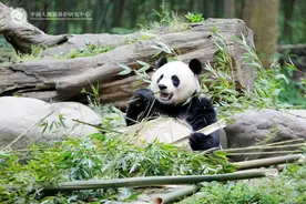 熊猫“美香”一家遭藏匿虐待？谣言！图片