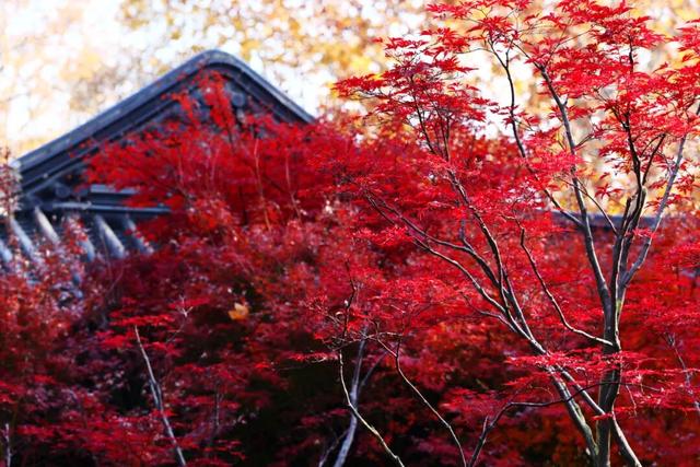 栖霞山人气爆棚，红叶超长待机！@友友们，错峰更有乐趣哦~