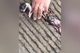 孕妇捡到早产小狗做心肺复苏救活：做不到看见了不管，尽力养好图片