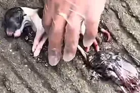 孕妇捡到早产小狗做心肺复苏救活：做不到看见了不管，尽力养好图片