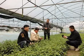 市场消化压力大！桂林两地发布百香果种植风险提示图片