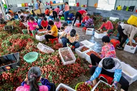 商家一上午卖出200多箱荔枝图片