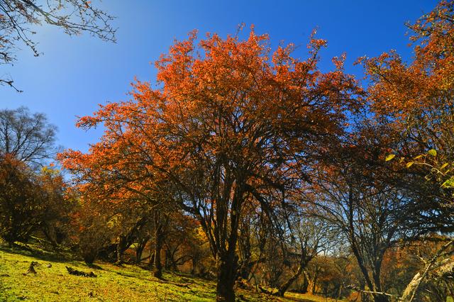 四川茂县层林尽染迎“盛会” 九鼎山开启“金色童话”观赏季