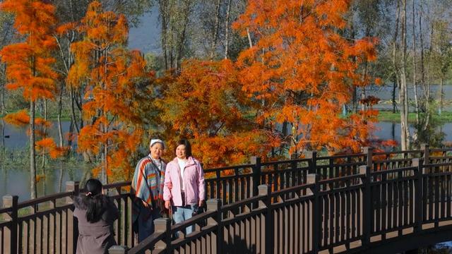 栈道穿红杉，候鸟掠湖面！大理这片湿地美成初冬油画