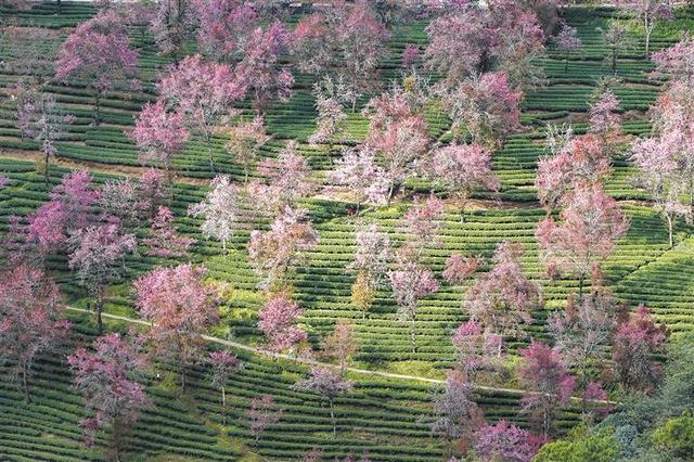 云南南涧：无量山冬樱花绽放