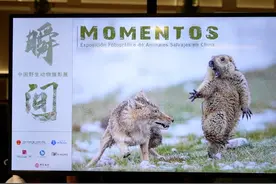 “瞬间—中国野生动物摄影展”在马德里举行图片