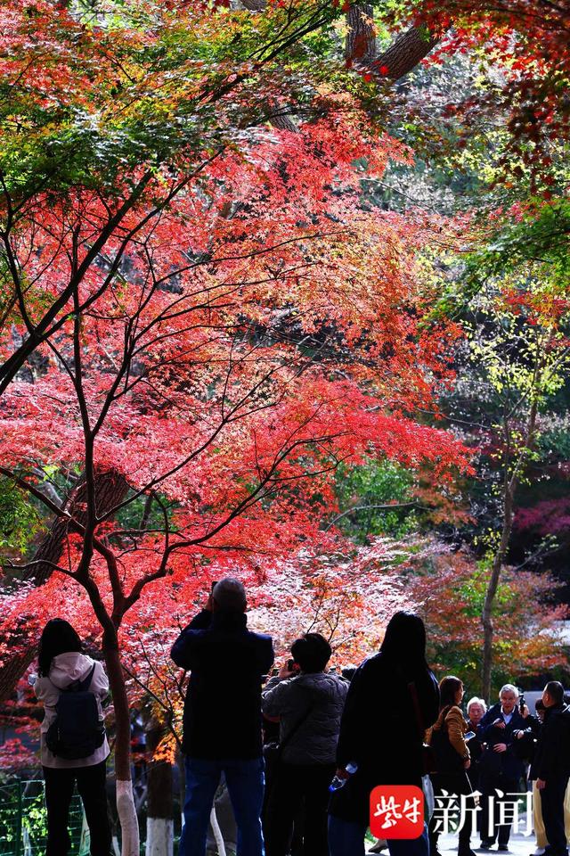 南京栖霞山进入枫叶最佳观赏期，山上这五处最“出片”