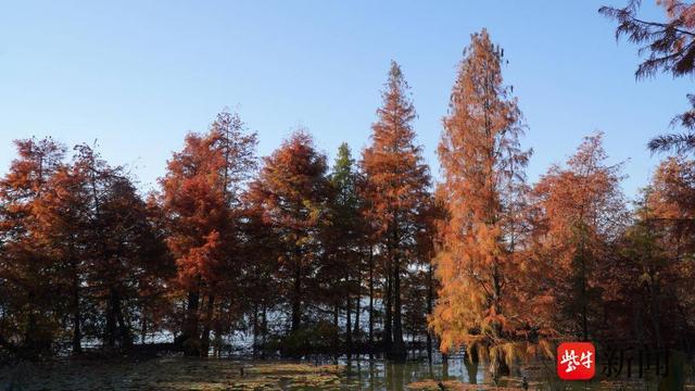 生态打底、美景出圈 ，镇江金山湖水杉林兼具生态与观赏价值
