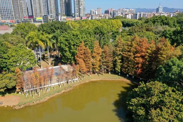 视觉增城｜落羽杉披“红妆” ！快来解锁增城冬日生态画卷