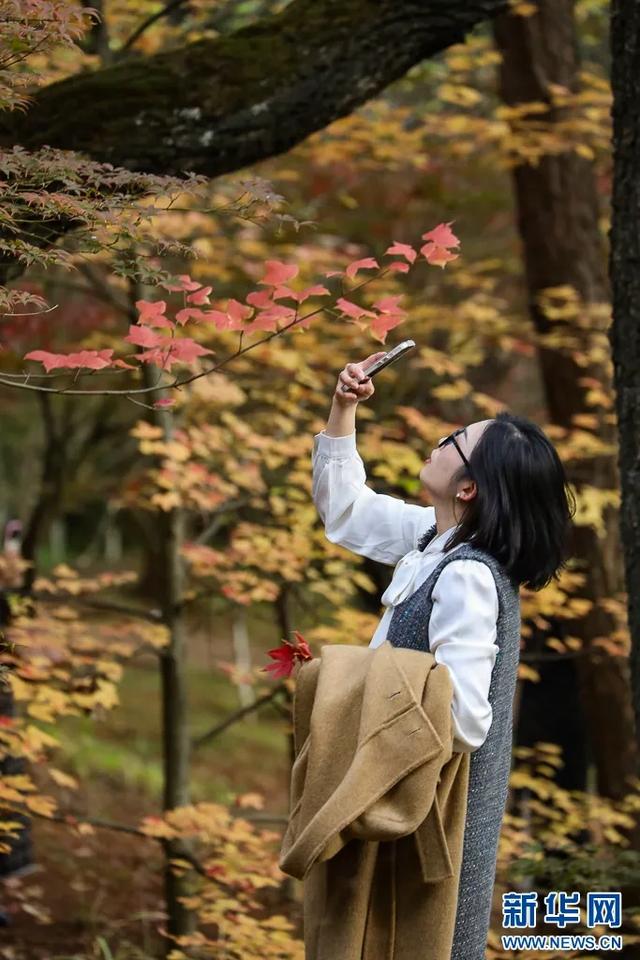 昆明迎来最美赏枫季 打卡攻略奉上