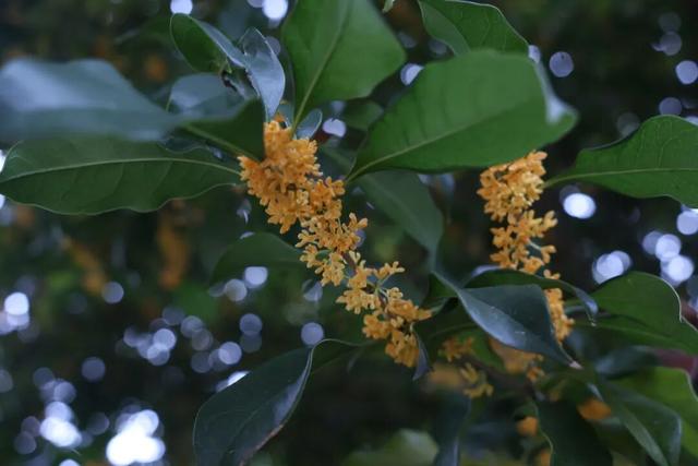 点 击 ↑ 看莲都的秋天