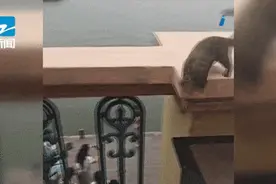 萌翻全网！西湖边又一幕火了！有餐厅订桌量涨了近三倍图片