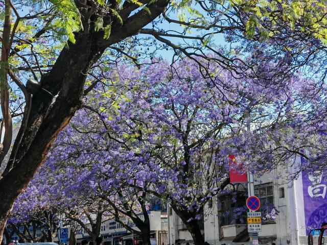 四月中下旬冲西昌！蓝花楹已绽，这份打卡攻略请收好