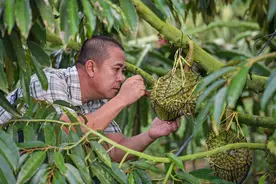海南三亚：发展国产榴莲产业 助推乡村振兴图片