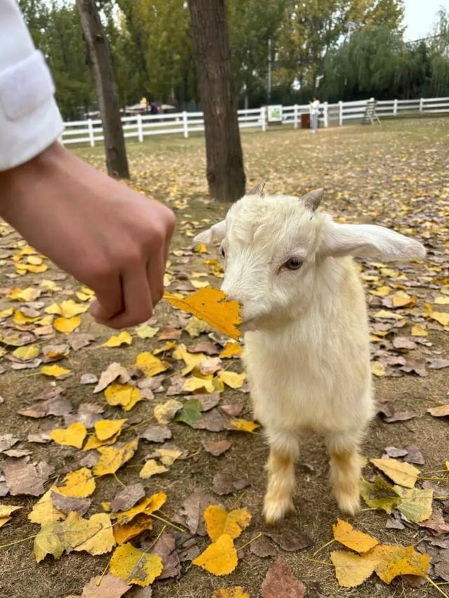 西安出发1h！这4个宝藏农场！