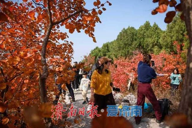 一年四季 泉在济南丨济南蝎子山秋色“美出圈”！半山红妆半山青翠，独特“鸳鸯火锅”景观引客来