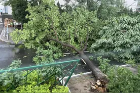 狂风骤雨！北京鼓楼外大街一大树倒伏图片