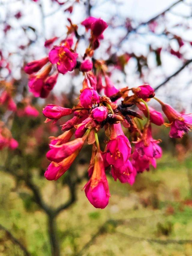 寒冬樱色 一眼心动 快来华容杏福园邂逅2026第一缕春信