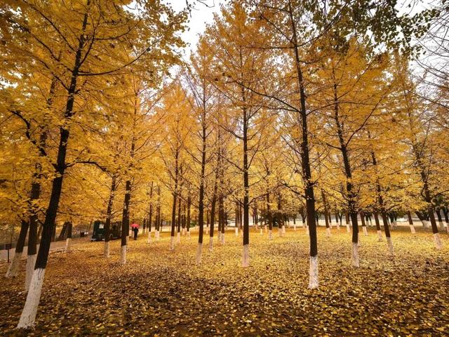 多彩京秋丨全市彩叶树变色率播报（2025.11.7）