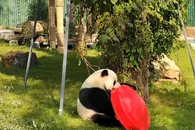 果然视频|动物视界131——大熊猫最心爱的玩具，红色玩具帽图片