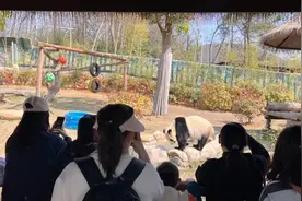 新生命“扎堆报道” 南京紫清湖野生动物世界人工育幼濒危物种弯角剑羚亮相图片