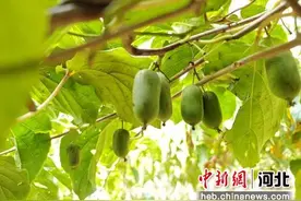 河北顺平：软枣猕猴桃富农家图片